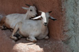 Harar_Old City_Goat_201208